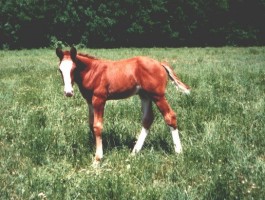 allevamento cavalli