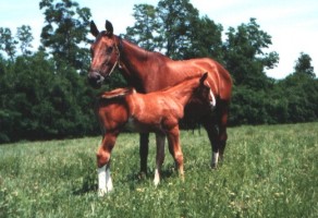 allevamento cavalli