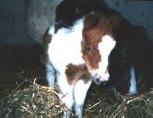 pony
