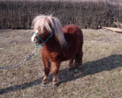 pony